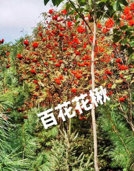 百花花楸适合什么土地 百花花楸与水榆花楸区别