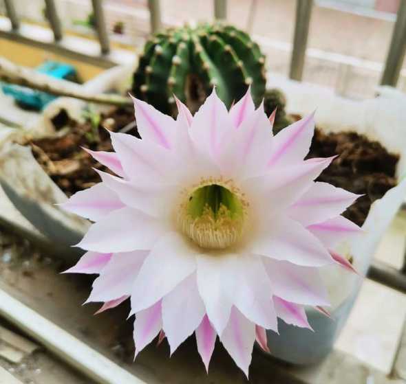 仙人球开花有什么讲究 仙人球开花寓意 风水 仙人球开花有哪些寓意