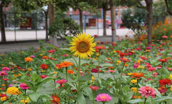 学校一般会种什么花草 大学校园里一般都种些什么植物