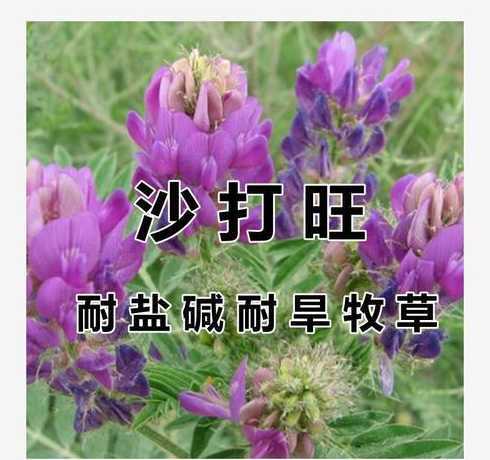 一亩地需要洒多少草籽 马尼拉草籽多少钱一斤,一亩地需要多少种子