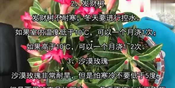 冬天花什么时候浇水好 冬天什么时候浇花合适