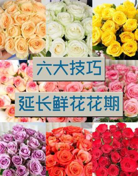 怎么样延长鲜切花花期 朋友送了一束鲜切花,自己在家如何护理才能延长花期