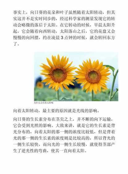 向日葵几点开放为什么 向日葵在几点开花