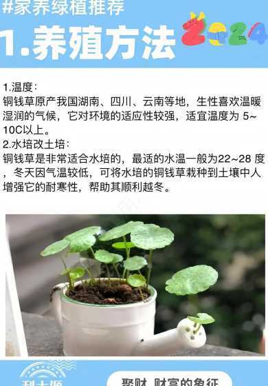 铜钱草怎么养比较茂盛 水养铜钱草怎么养比较茂盛