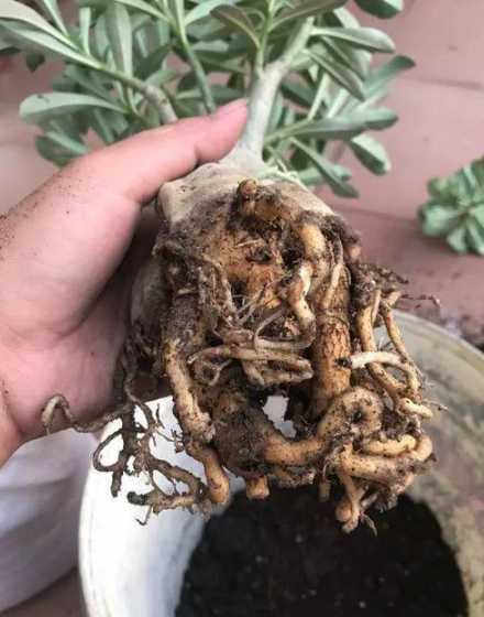 为什么栽花总容易烂根 如何养水栽花