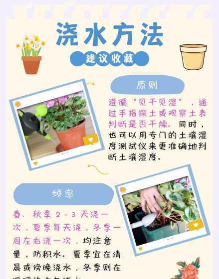 仙客来怎么养怎么浇水 新买的仙客来怎么养,冬天怎么浇水