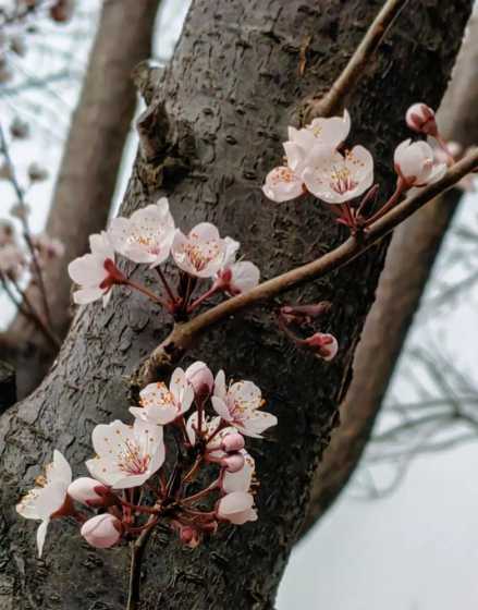 紫叶李跟什么灌木搭配 紫叶李是乔木还是灌木