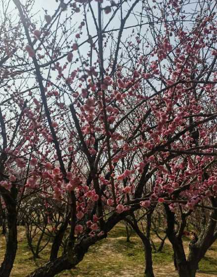 梅花都在什么时候开放 梅花几月开放