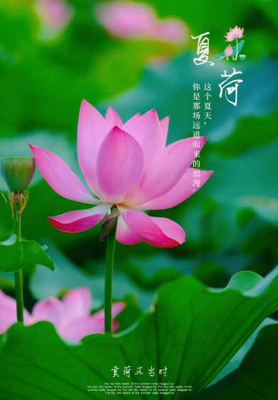 莲花是什么植物的花语 莲花的花语是什么意思,寓意和象征意义(各个品种)