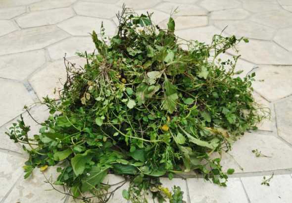 花园杂草很多怎么弄 杂草怎么让他快速在花园腐烂