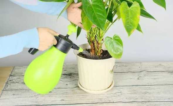 办公室春节花草怎么浇水 春节时兰花怎么浇水