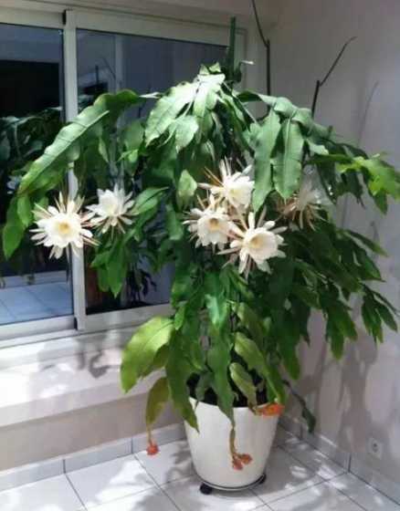 昙花适合什么土怎么养 昙花用什么土养最好
