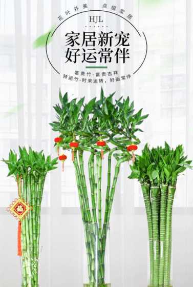 开运竹为什么要切斜口 塔竹怎么养