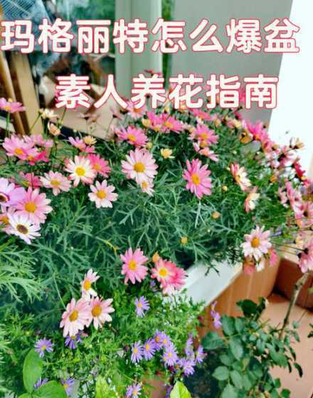 玛格丽特花冬天怎么养 玛格丽特花冬天怎么养才长得好 冬天养殖玛格丽特花方法是啥