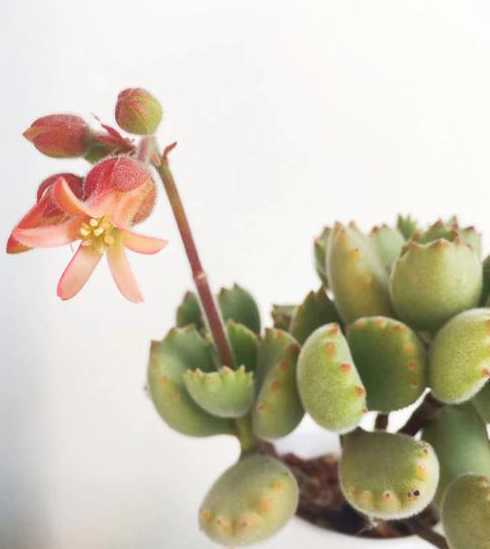 熊童子开花后怎么培养 熊童子多久开花,每年7-9月间含苞盛放(夏末秋初)