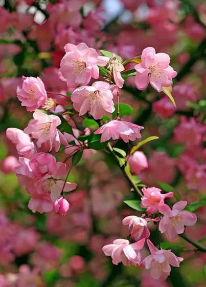 海棠为什么九月份开花 海棠花什么季节开花