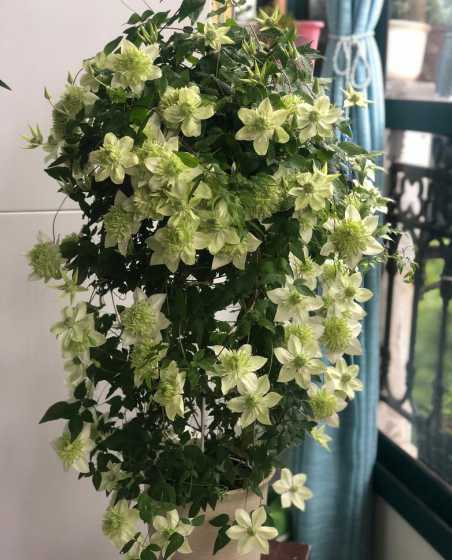 河南适合种什么盆栽花 南阳适合养什么花