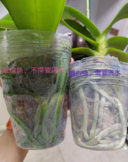 兰花怎么浇水浇什么水 兰花怎么养浇水