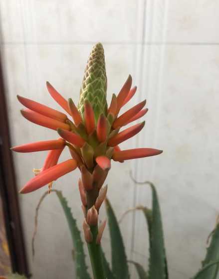 芦荟开花的配什么文字 民间对芦荟开花的说法