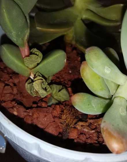 鹿角海棠茎干了怎么办 鹿角海棠茎杆枯萎可以浸盆吗