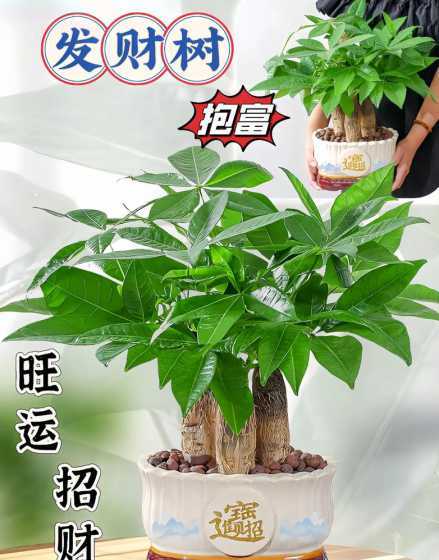 发财树怎么样才算好看 发财树最好看盆景图片,什么样的发财树好