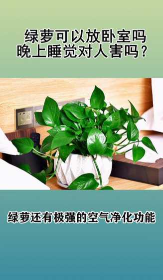 绿萝为什么不能放房间 绿萝为什么不能放房间里卧室里 绿萝不能放在卧室吗