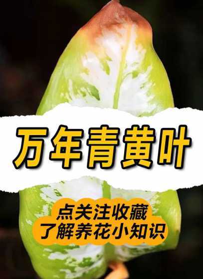 万年青为什么会黄叶子 花叶万年青叶子发黄原因和解决办法