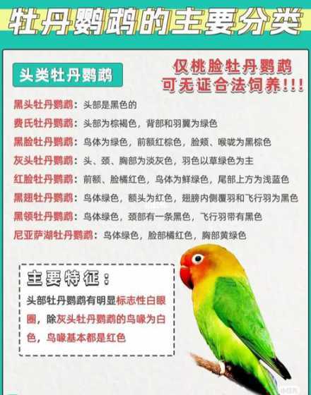 头类牡丹为什么不能养 头类牡丹鹦鹉为什么禁养 已经养了怎么办