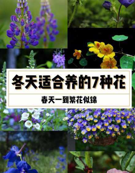 冬天为什么不适合种花 冬天能种花吗