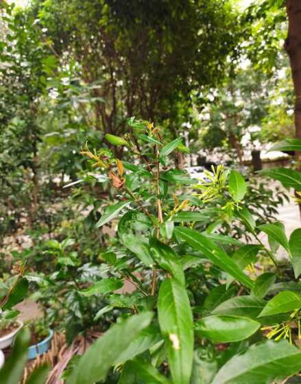 石榴花为什么总是落叶 石榴什么时候开花