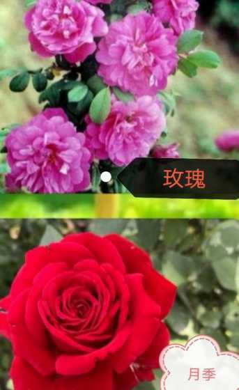 月季花用什么代替玫瑰 月季就是玫瑰最好的替代品吗