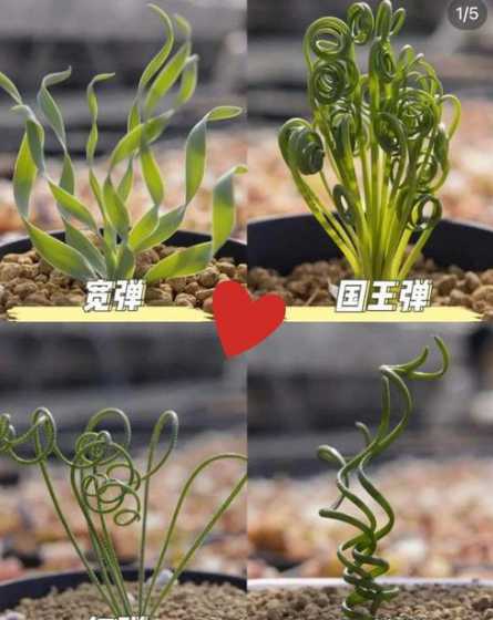 多肉植物弹簧草怎么养 多肉在初夏怎么养
