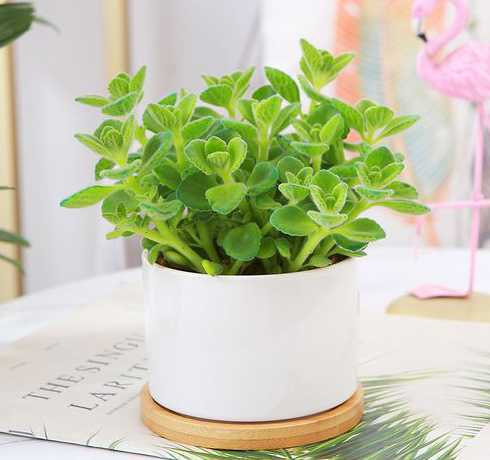 室内养什么植物有香味 想在室内养一些有香味的植物,有什么推荐吗