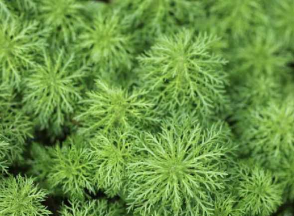 宝塔样子的是什么植物 大班美术《宝塔》教案