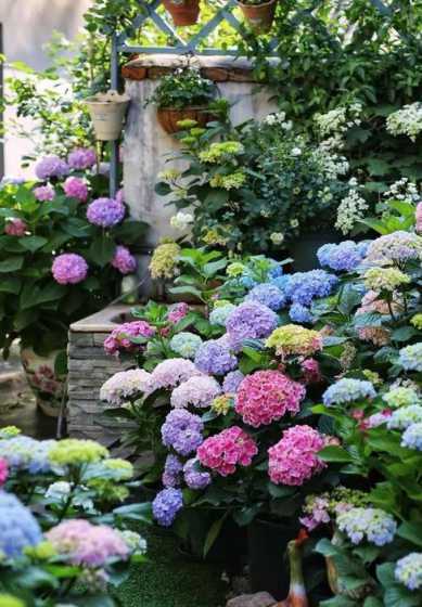 多年生庭院花卉有哪些 多年生花卉有哪些(适合庭院种的多年生花卉大全)