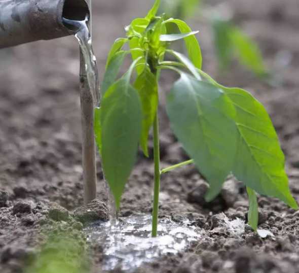 绿色植物冬天怎么浇水 冬天如何养圣诞树并浇水