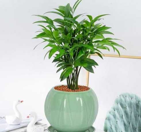 有什么植物放家里驱虫 室内什么植物驱虫效果最好