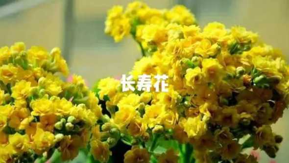 圣诞伽蓝菜有什么作用 这是什么植物