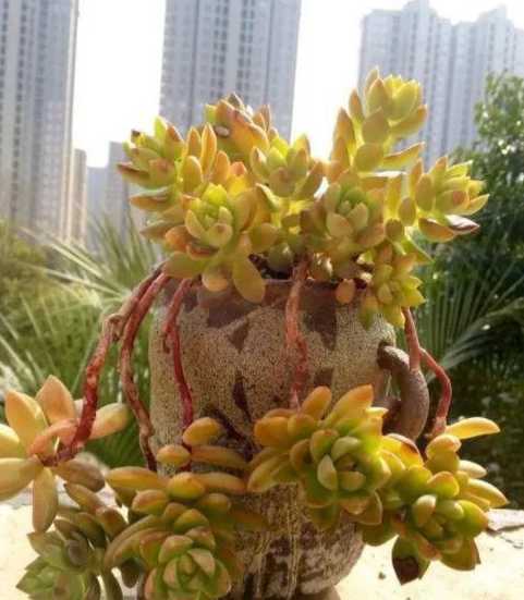 黄丽多肉植物怎么养植 黄丽多肉怎么养