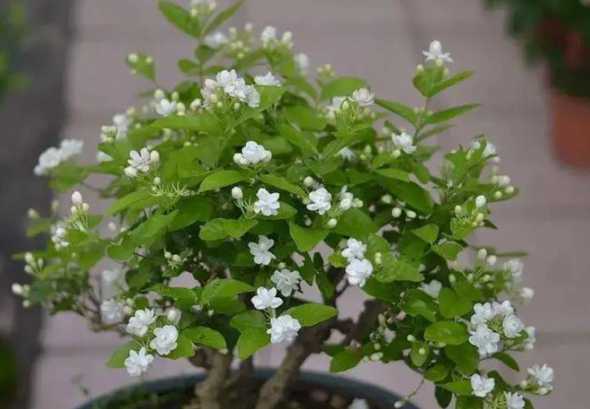 茉莉什么季节可以换盆 盆栽茉莉花什么时候可以换盆