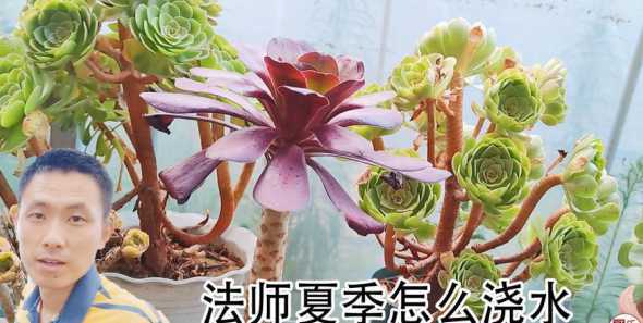 多肉法师怎么浇水方法 法师扦插后多久浇水 有哪些浇水方法
