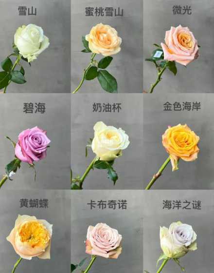 玫瑰花怎么种植和养护 种植玫瑰花怎么弄