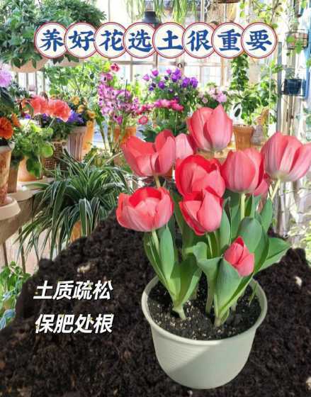 养花土壤透气用什么好 种花用什么土最好啊