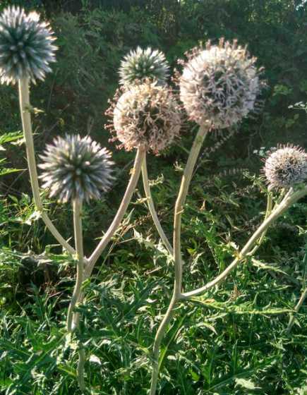 蓝刺头的根被称为什么 蓝刺头烂根了怎么办