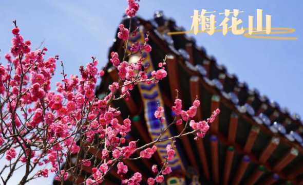 梅花什么时候开始开放 梅花一般在什么时候开放