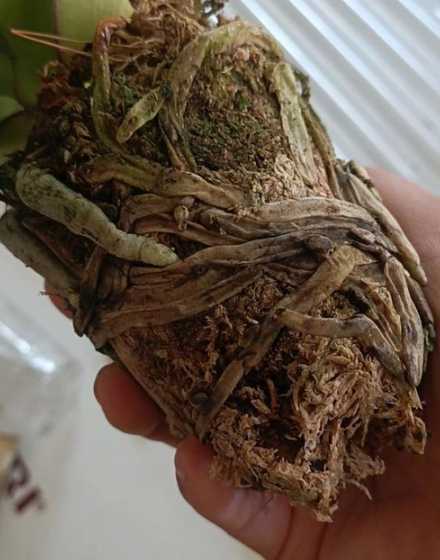 蝴蝶兰为什么有烂根了 蝴蝶兰烂根的原因是什么如何处理
