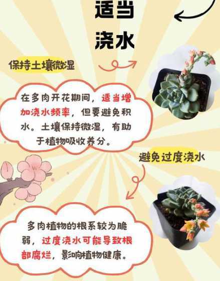 多肉植物开花怎么处理 多肉植物开花要不要剪