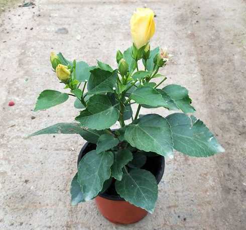 扶桑牡丹什么时间开花 各种花开时间几点