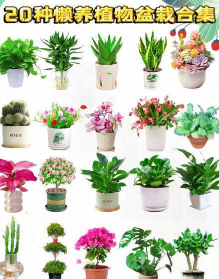 家庭适合养殖的花卉植物 适合家庭养的花有哪些