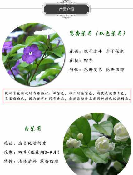 冬季茉莉怎么养殖方法 非洲茉莉冬季怎么养